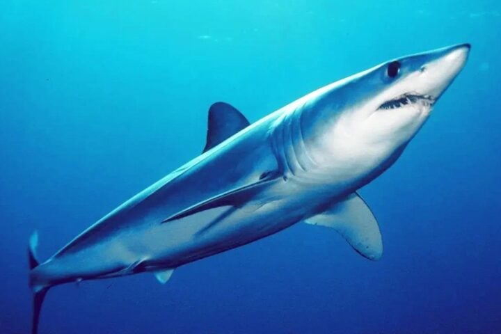 A Shortfin mako shark.