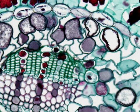 Stanford Breakthrough Single Molecule Boosts Aging Muscle Strength 15-20% in One Month.Photo Source: Fayette Reynolds M.S. Representative Image.