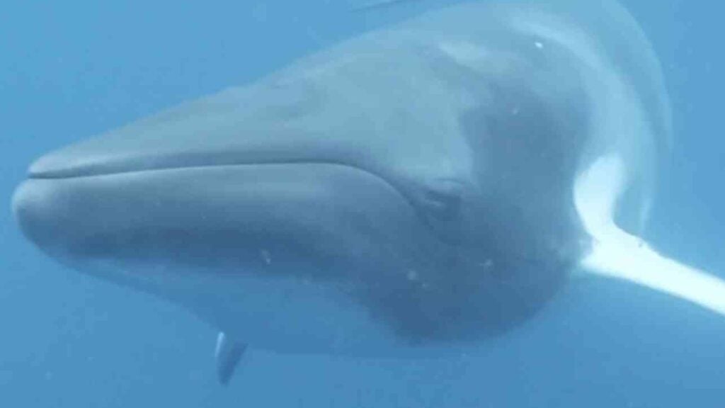 Side view of a Mink Whale swimming under ocean.