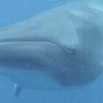 Side view of a Mink Whale swimming under ocean.