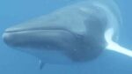 Side view of a Mink Whale swimming under ocean.
