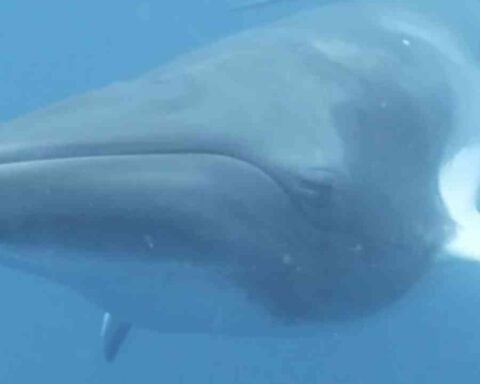 Side view of a Mink Whale swimming under ocean.