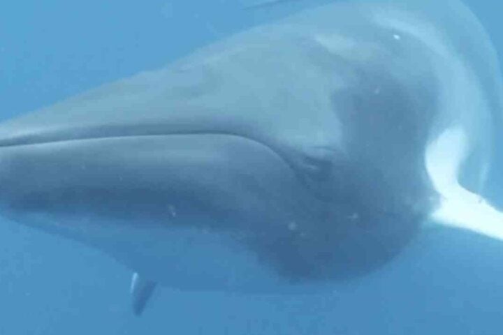 Side view of a Mink Whale swimming under ocean.