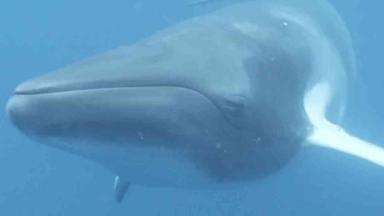Side view of a Mink Whale swimming under ocean.