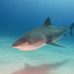 A Tiger Shark. Photo Source: 500px / Marion Kraschl