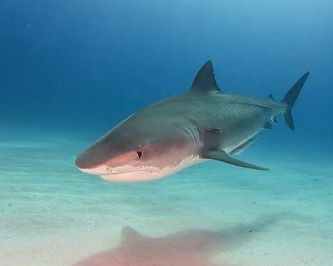 A Tiger Shark. Photo Source: 500px / Marion Kraschl