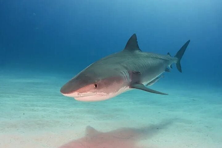 A Tiger Shark. Photo Source: 500px / Marion Kraschl