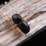 A tiny beetle Photo Source: Dgomezuf (CC BY-SA 4.0)