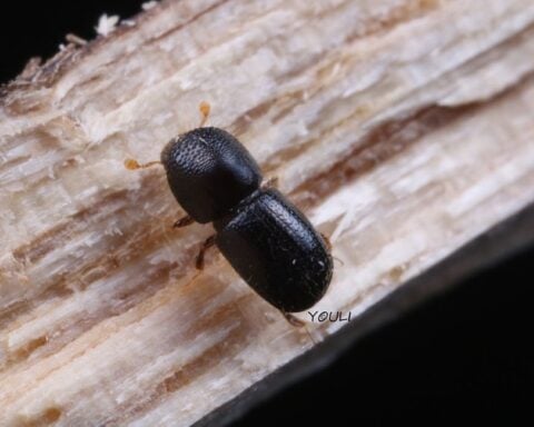 A tiny beetle Photo Source: Dgomezuf (CC BY-SA 4.0)