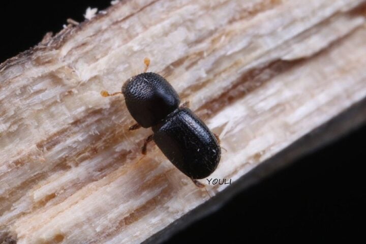 A tiny beetle Photo Source: Dgomezuf (CC BY-SA 4.0)