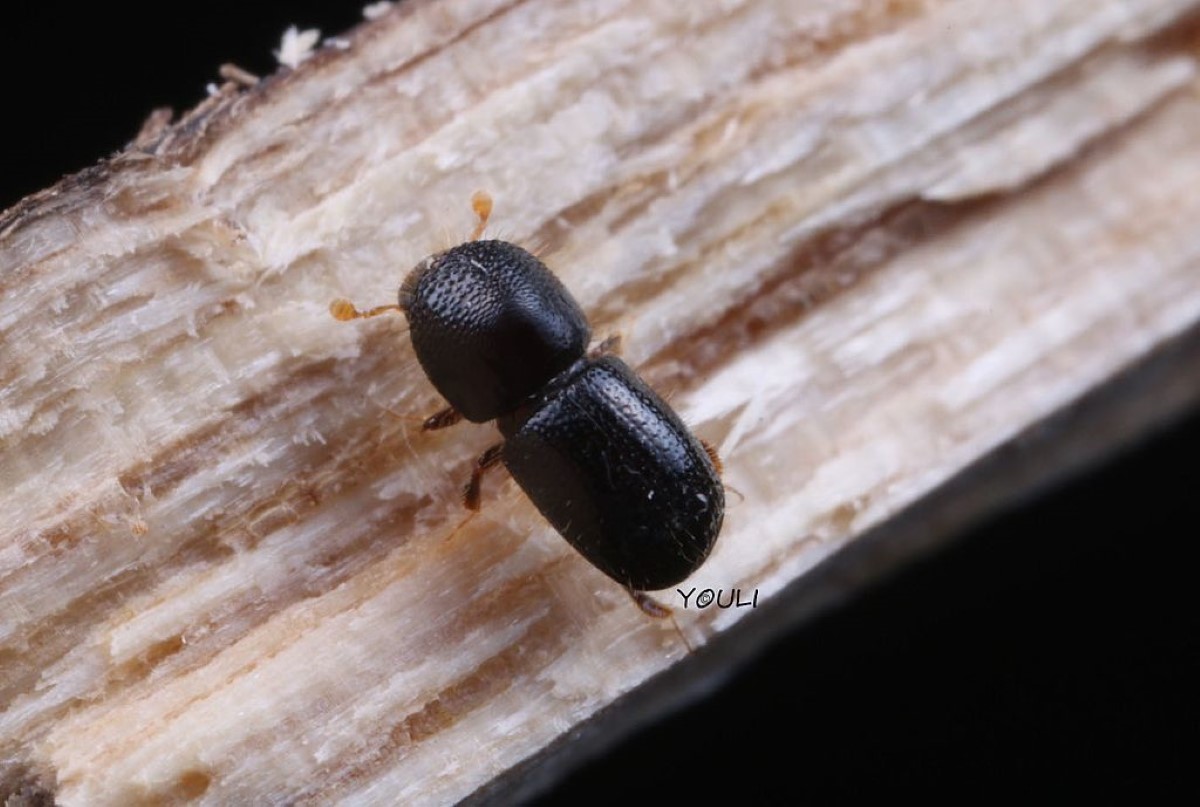 A tiny beetle Photo Source: Dgomezuf (CC BY-SA 4.0)
