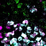 Tiny-Brain-Cell