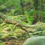 Euparkeria capensis, Photo Source: University of birmingham