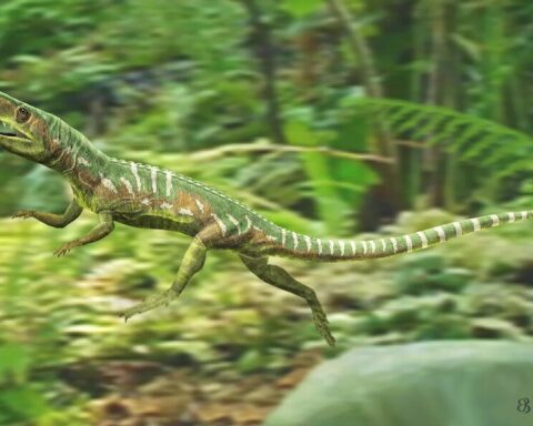 Euparkeria capensis, Photo Source: University of birmingham