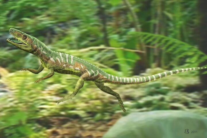 Euparkeria capensis, Photo Source: University of birmingham