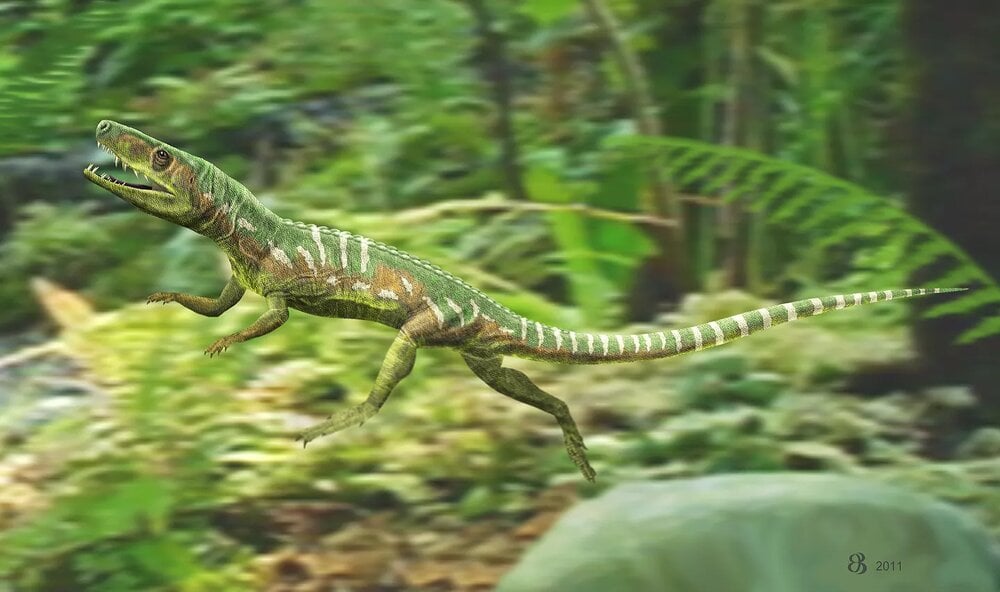 Euparkeria capensis, Photo Source: University of birmingham