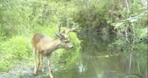 Representative Image: Black Tailed Deer Photo Source: Picryl