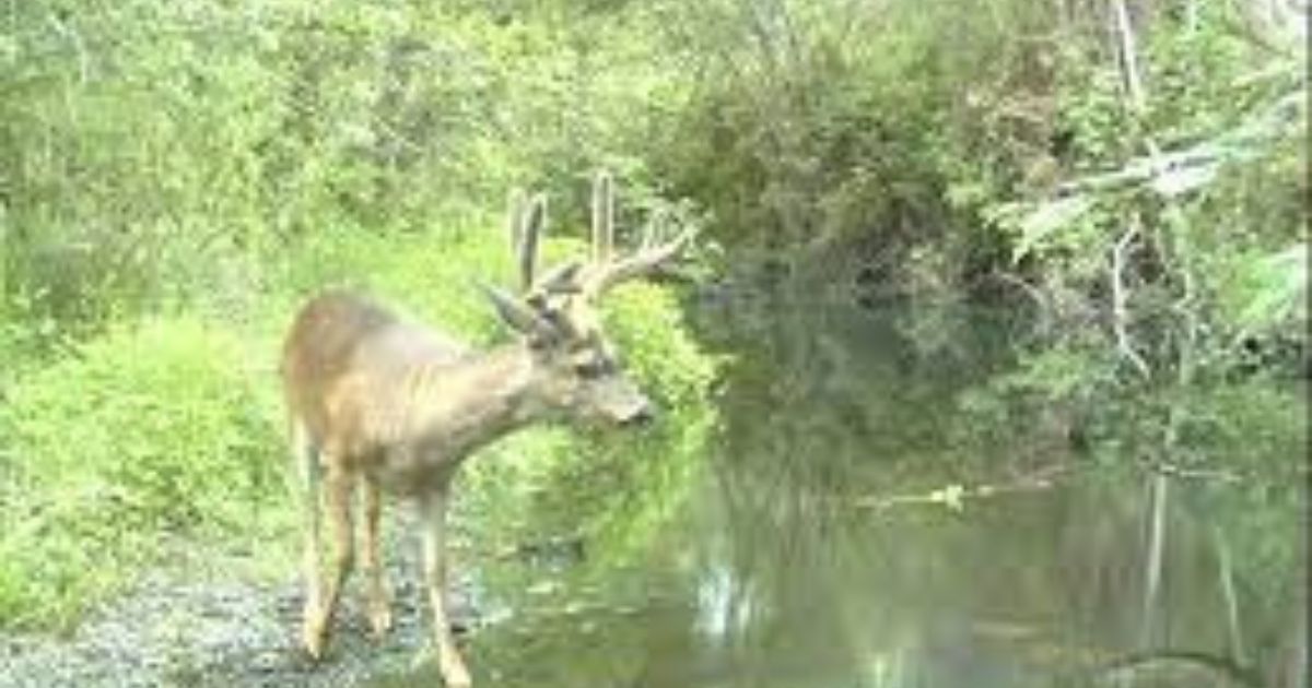 Representative Image: Black Tailed Deer Photo Source: Picryl