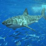 A male [[Great white shark]] off [[Isla Guadalupe]], [[Mexico]]. Along with many [[Mackerel scad|Mackarel scads]] seen in the background. Photo Source- Terry Goss (CC BY-SA 3.0)