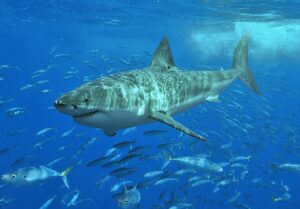 A male [[Great white shark]] off [[Isla Guadalupe]], [[Mexico]]. Along with many [[Mackerel scad|Mackarel scads]] seen in the background. Photo Source- Terry Goss (CC BY-SA 3.0)