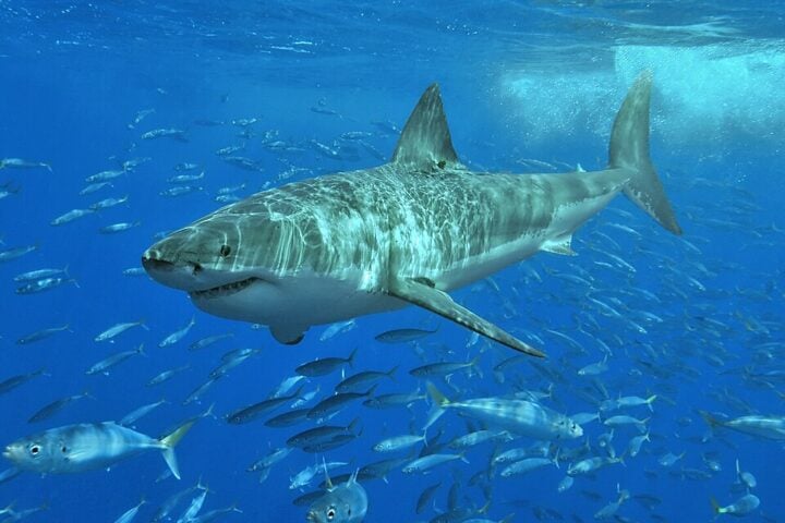 A male [[Great white shark]] off [[Isla Guadalupe]], [[Mexico]]. Along with many [[Mackerel scad|Mackarel scads]] seen in the background. Photo Source- Terry Goss (CC BY-SA 3.0)