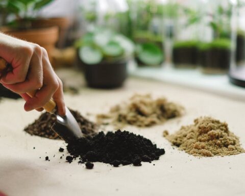 Soil on Desk Photo Source: Anna Shvets (Pexels)