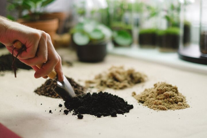 Soil on Desk Photo Source: Anna Shvets (Pexels)