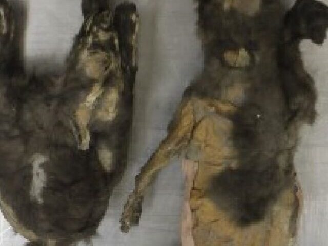 cropped-14000-Year-Old-Wolf-Cubs-Not-Dogs-Sisters-Found-with-Woolly-Rhino-as-Last-Meal.jpg