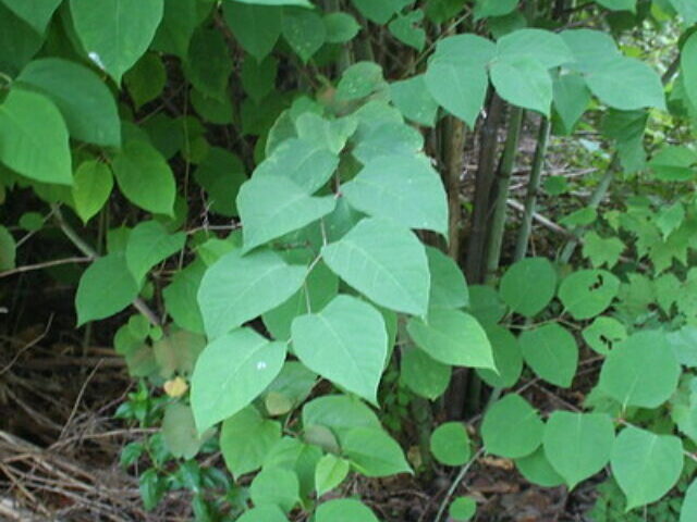 19675204999_9eb1d78591_c