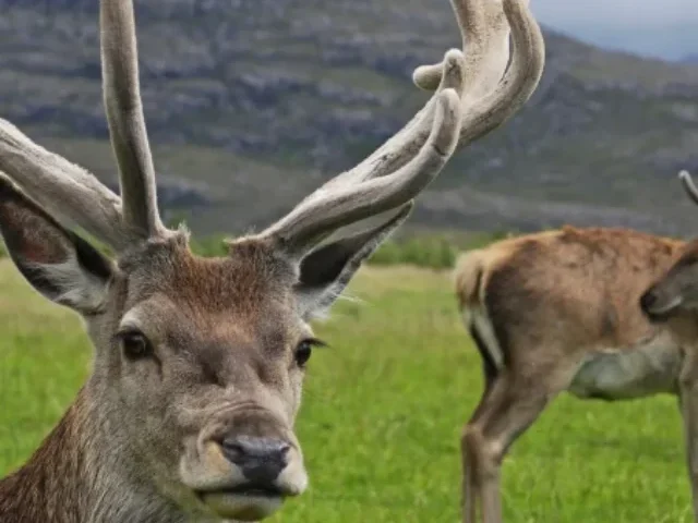 Scottish red deer Photo Source: Massimo Catarinella (CC BY-SA 3.0)