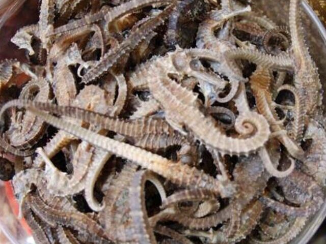 Dried seahorse in a bowl.