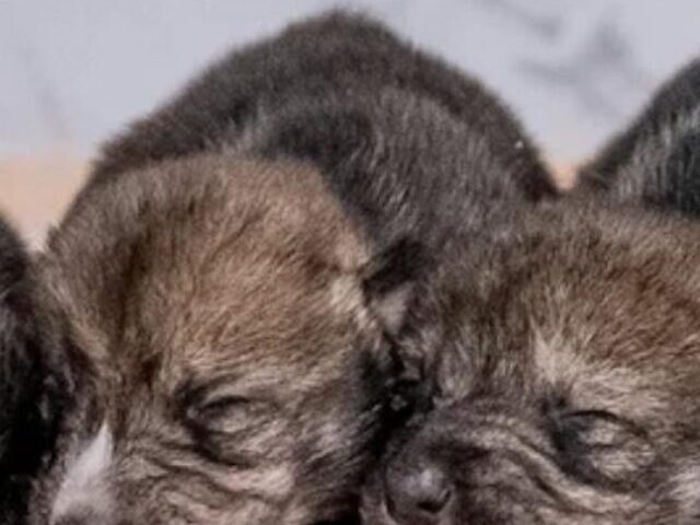 cropped-6-Wolf-Pups-From-St.-Louis-Join-Wild-Mexican-Wolf-Population-of-Just-286-in-Critical-Conservation-Move.jpg