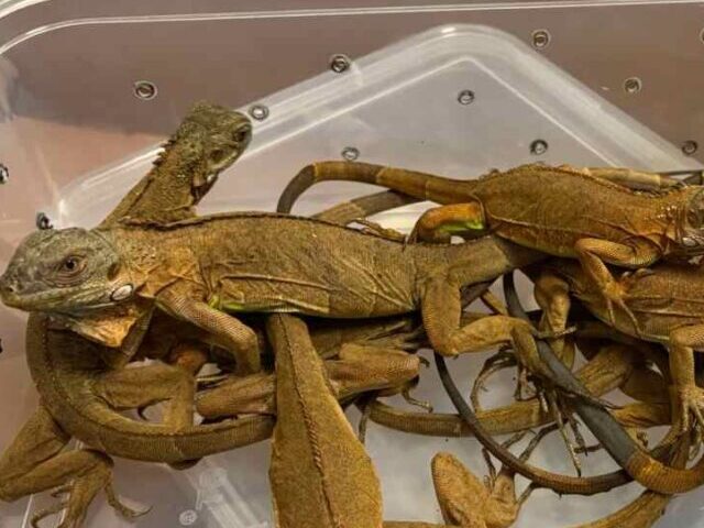 7,000+ Animals Seized in 3.5 Years Mumbai Airport Stops Man with 100 Exotic Wildlife from Thailand