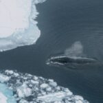 cropped-75-of-Bowhead-Whale-Habitats-at-Risk-by-2100-Study-Shows-4.jpg