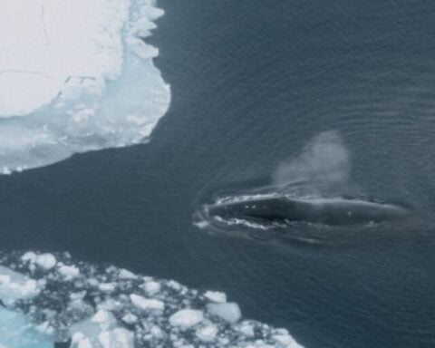 cropped-75-of-Bowhead-Whale-Habitats-at-Risk-by-2100-Study-Shows-4.jpg