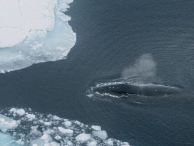 cropped-75-of-Bowhead-Whale-Habitats-at-Risk-by-2100-Study-Shows-4.jpg