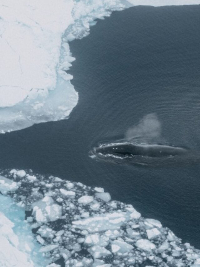 cropped-75-of-Bowhead-Whale-Habitats-at-Risk-by-2100-Study-Shows-4.jpg