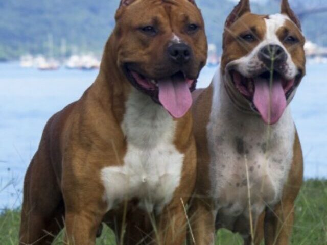 Ancient Dog DNA Reveals 7000-Year Migration Gap Linked to Farming Across Americas