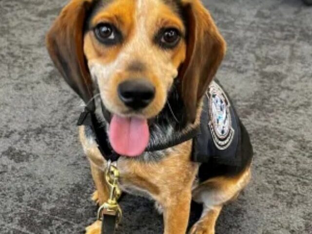 cropped-CBP-Beagle-Kicked-After-Detecting-117-Pounds-of-Smuggled-Food-1.jpg