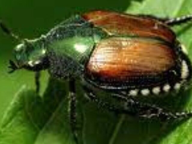 cropped-Canadas-New-28-Million-Bug-Problem-Japanese-Beetles-Are-Taking-Over-2.jpg