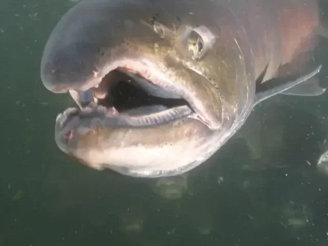 cropped-Court-Orders-Federal-Decision-on-Endangered-Chinook-Salmon-as-Population-Drops-to-Critical-Levels.webp