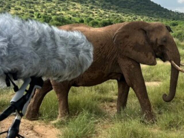 cropped-Elephants-Use-Names-AI-Decodes-469-Calls-from-Kenya-Study-15.jpg