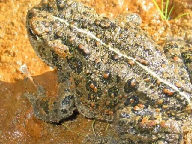 cropped-Endangered-Toads-Habitat-Threatened-by-Oil-Projects-10-1.jpg