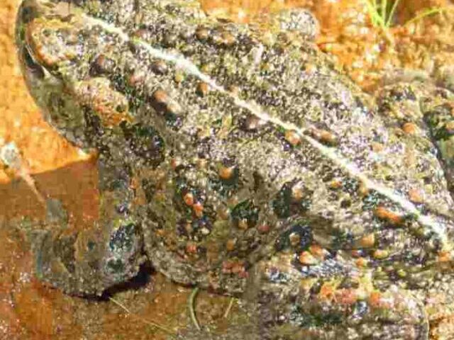 Endangered Toads Habitat Threatened by Oil Projects 3