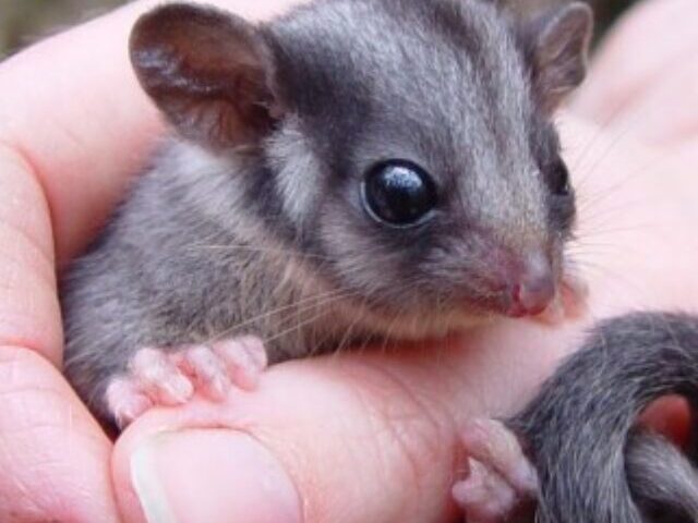 Extinct For 100 Years Rare Possum Found in Kosciuszko National Park