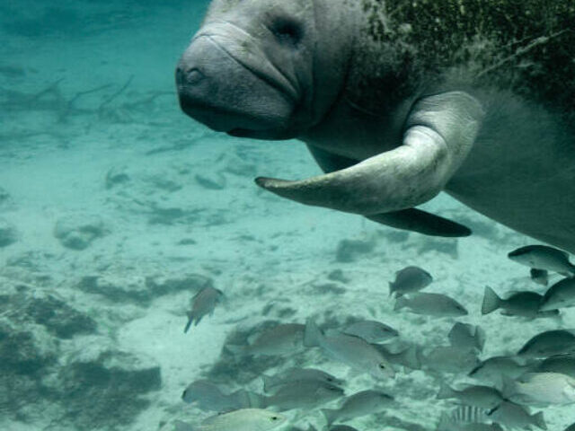 cropped-Florida-Faces-Lawsuit-Over-Manatee-Deaths-Amid-Refuge-Staffing-Crisis-2.jpg