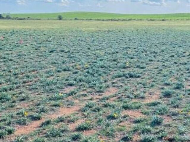 Wide shot of grassland heavily infested with Gazania flowers .