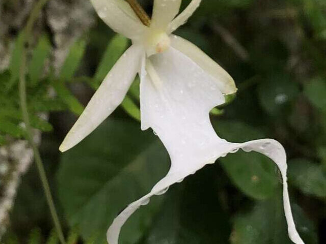 cropped-Ghost-Orchid-Population-Crashes-to-Fewer-Than-1000-Plants-USFWS-Proposes-Endangered-Status-1.jpg
