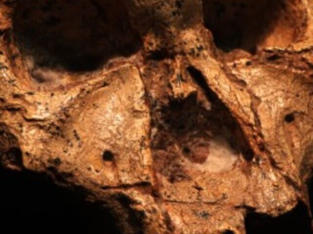 Paranthropus robustus cranium SK 48.