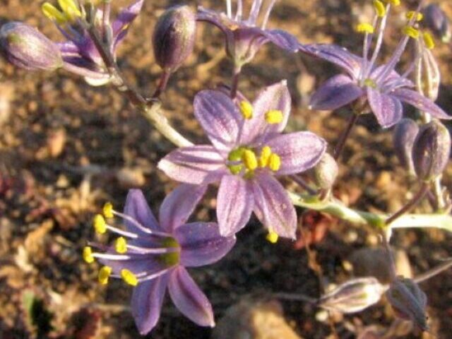 cropped-Rare-Purple-California-Flower-Population-Jumps-160-in-New-Find-4.jpg